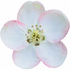 Quince flower